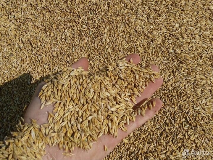 Ячмень,пшеница