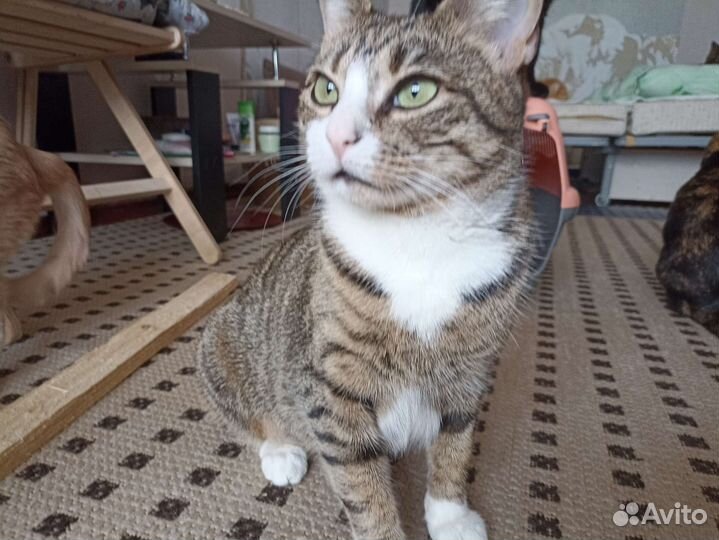 Кошка Маруся