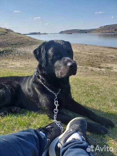 Лабрадор вязка