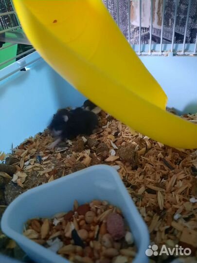 Джунгарский хомяк бесплатно