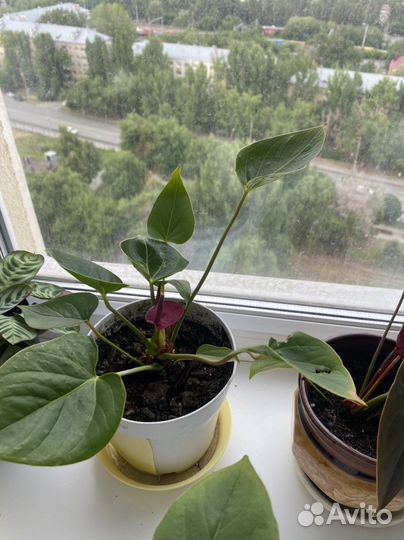 Антуриум фиолетовый