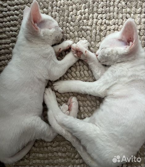 Котенок девон-рекс