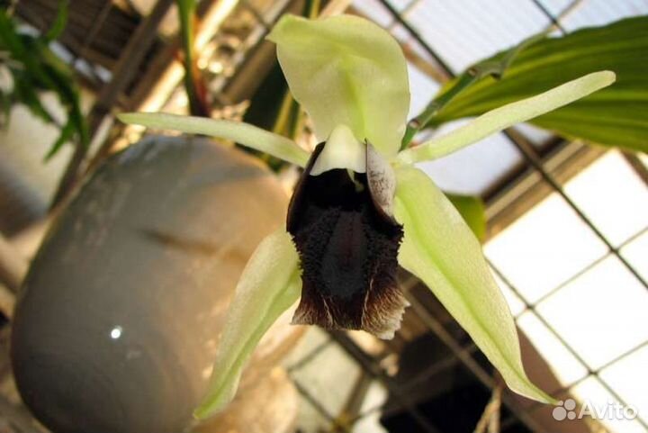 Орхидея. Целогина - Coelogyne marmorata x usitana