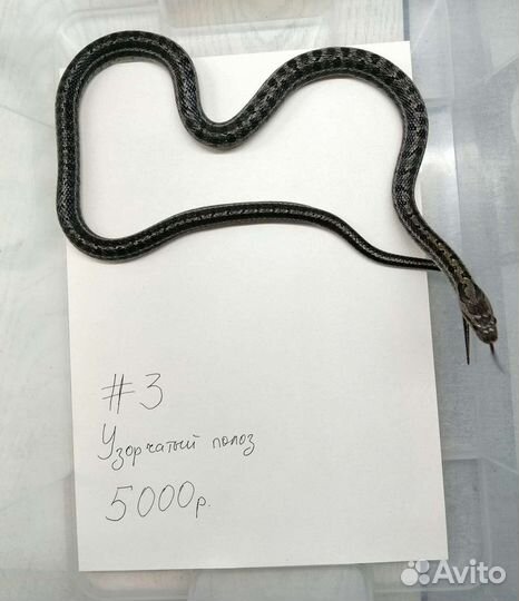 Узорчатый полоз