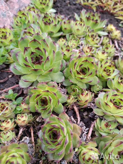 Молодило каменная роза