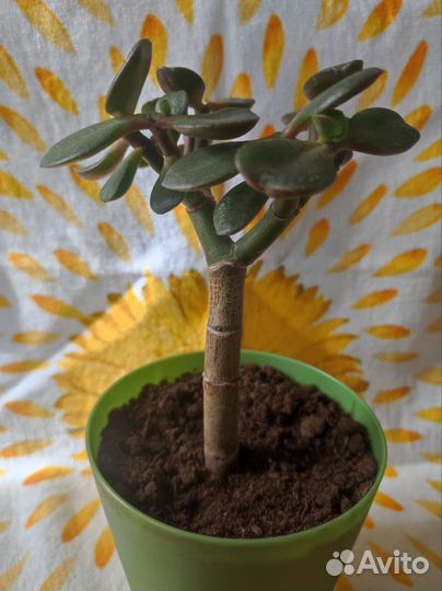 Крассула толстянка