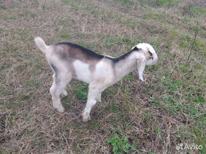 Козлики англо-нубийцы