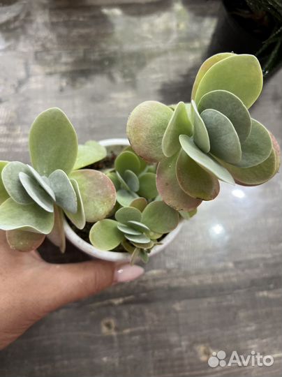 Хавортия, суккуленты