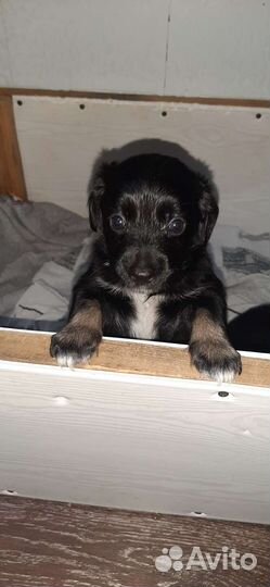 Щенки, в добрые руки, 1 месяц