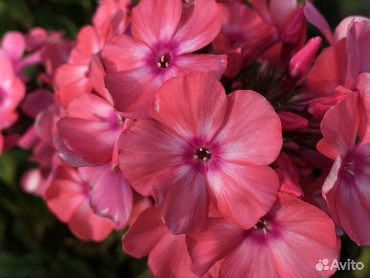 Цветы флоксы