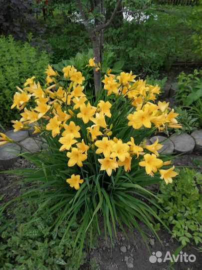 Многолетники, большой выбор,в т. ч. Тенелюбивые