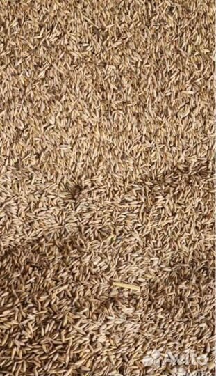 Зерно пшеницы