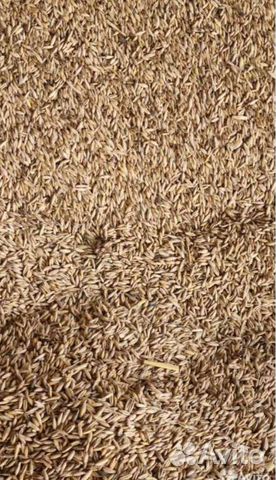 Зерно пшеницы