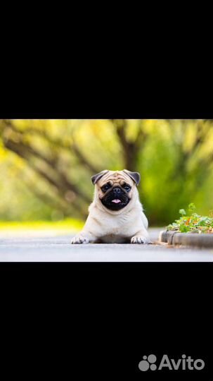 Вязка Мопса