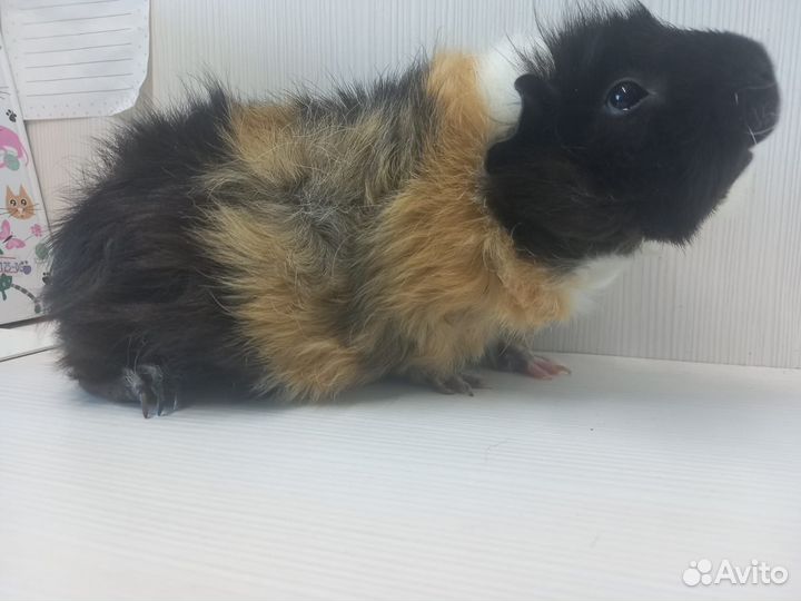 Морские свинки: малыши и взрослые