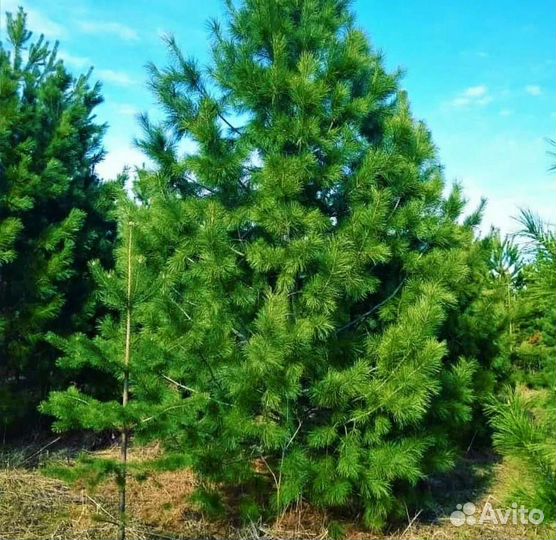 Кедр сибирский