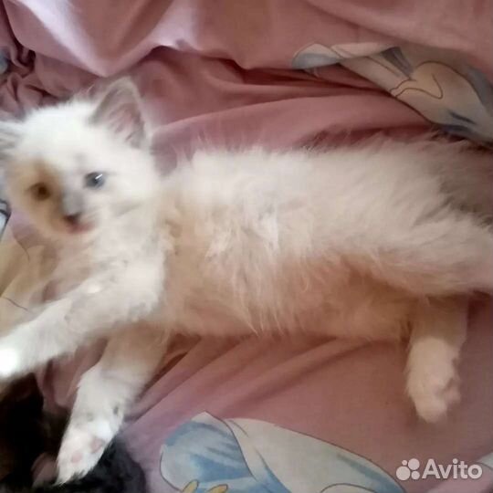 Кошки в добрые руки