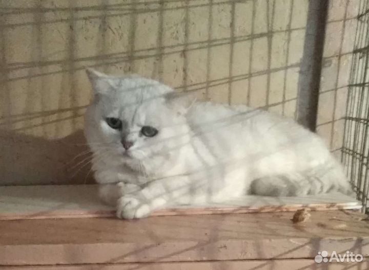 Кот на вязку