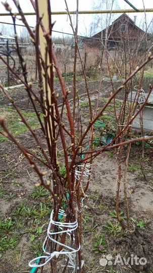 Саженцы вишни (привитой) деревцем