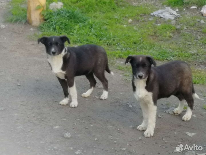 Собаки бесплатно в добрые руки щенки