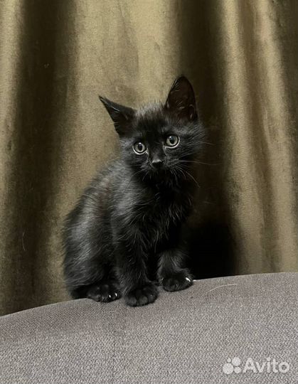 Котенок девочка в добрые руки