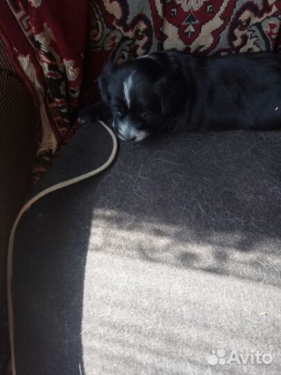 Девочка в добрые руки