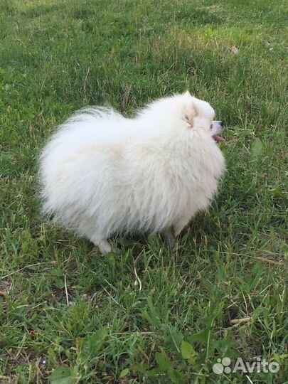 Шпиц белый. Вязка