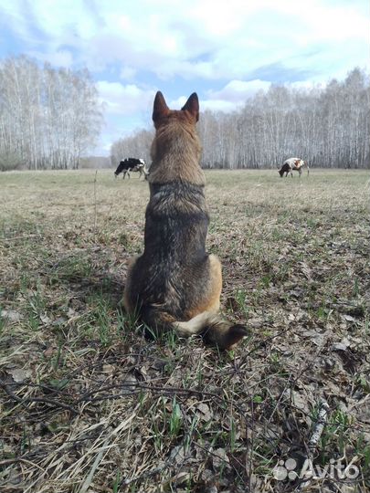 Щенки немецкой овчарки