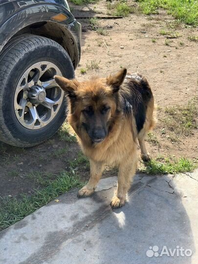 Щенки немецкой овчарки