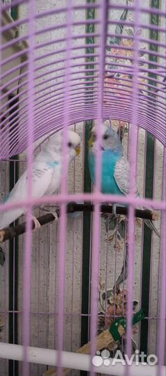 Волнистый попугай пара