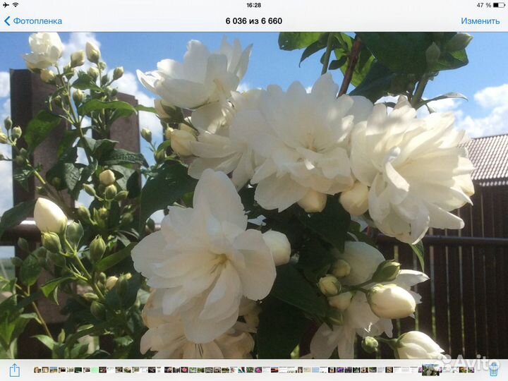 Чубушник(жасмин) повторноцветущий махровый