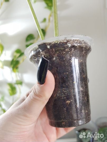 Алоказия лонгилоба