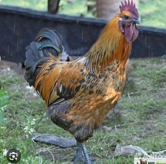 Петух породы лакеданзи
