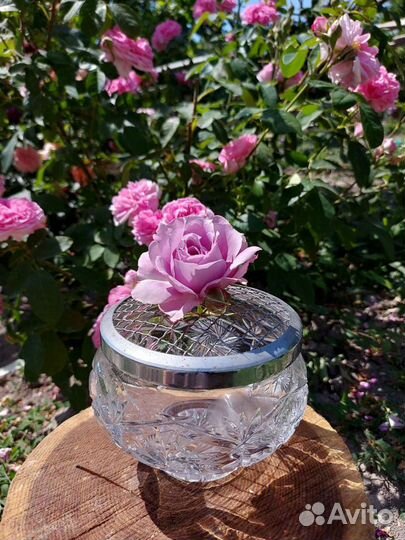 Роузболы английские