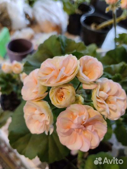 Пеларгония герань