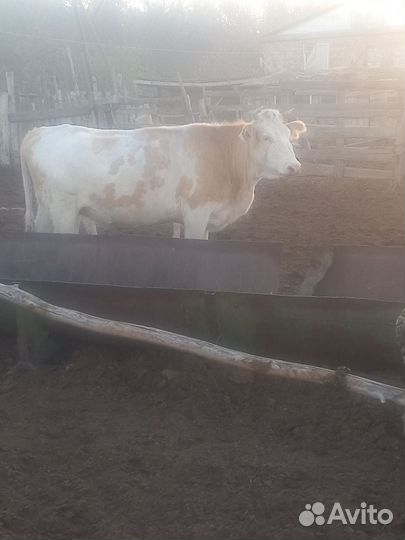 Корова дойная с теленком