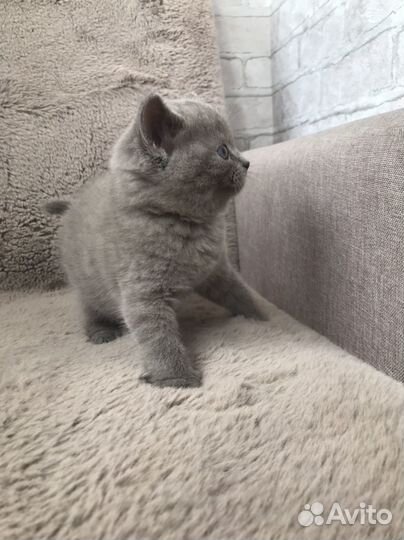 Шотландские котята