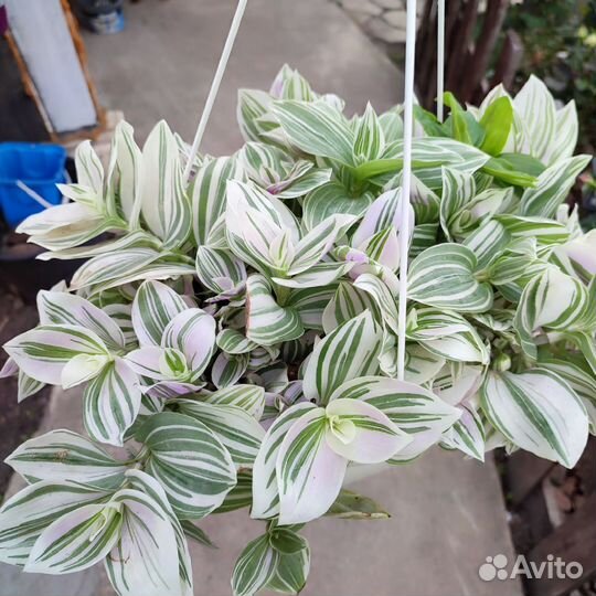 Традесканция