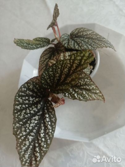 Бегония декоративно лиственная