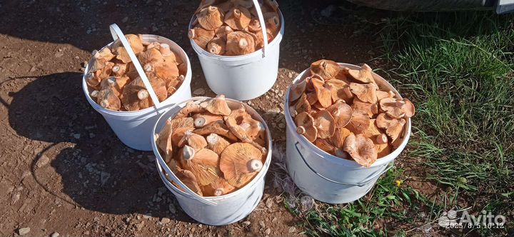 Грибы рыжики боровые, свежие