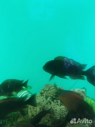 Живая рыба