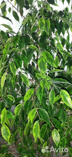 Фикусы бенджамина