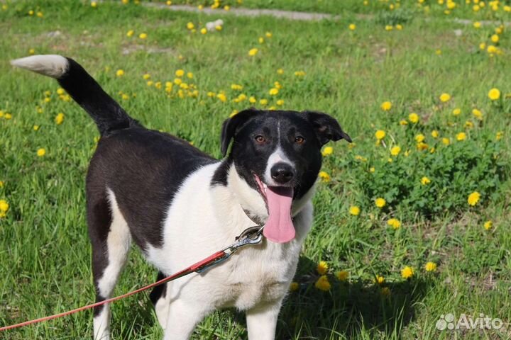 Яркая Айла, стерилизована