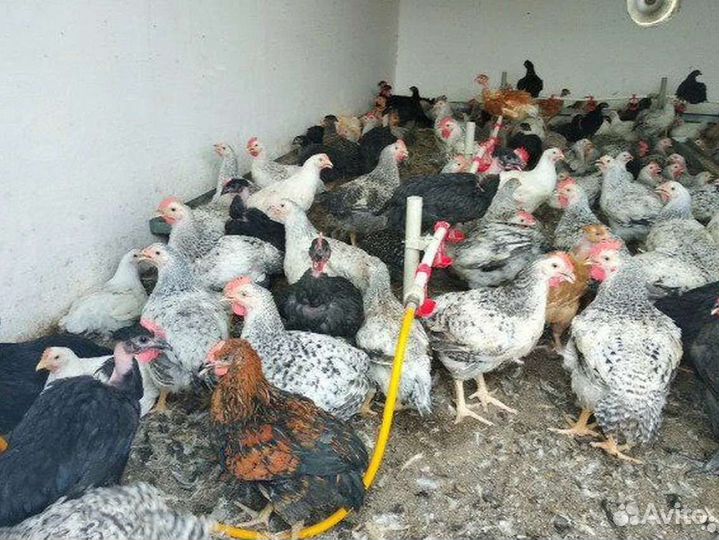 Цветной бройлер цыплята до 6-7 кг