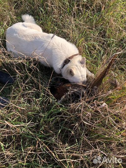 Лайка (щенки)