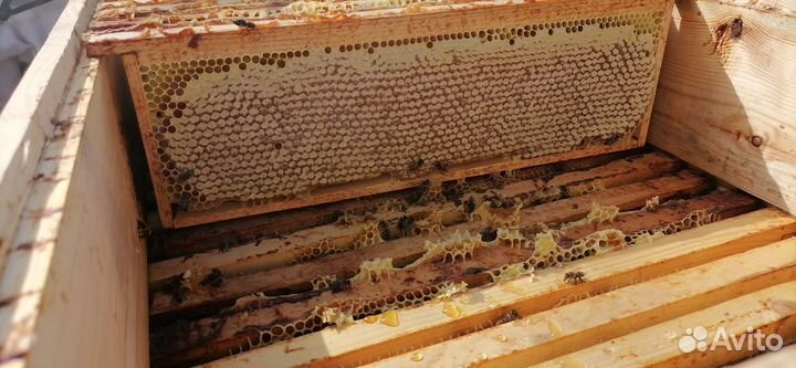Мед в сотах 2023