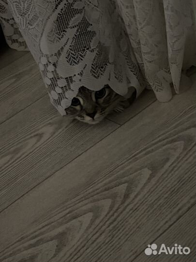 Отдам кота в добрые руки