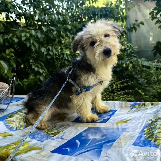 Маленькая собака