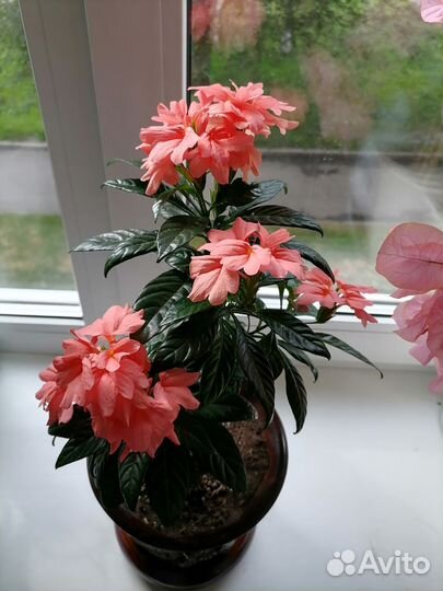 Кроссандра розовая(семена)