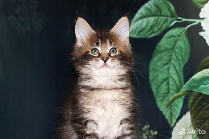 Мейн-кун самый красивый и крупный котенок,питомник